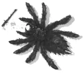 Banespider.JPG