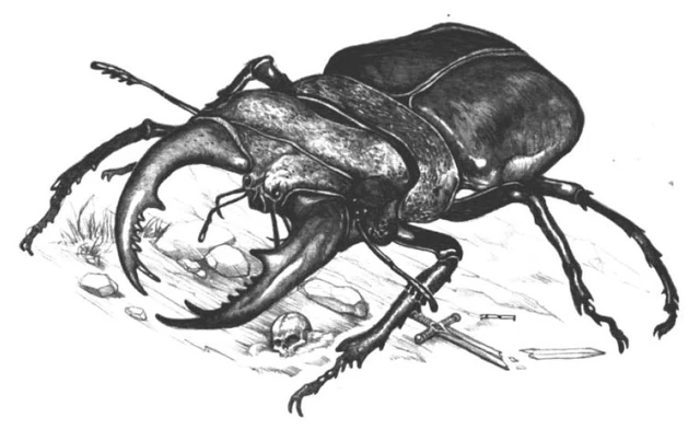 File:Carrionbeetle.JPG