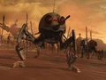Dwarf Spider.jpg