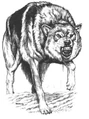 Timberwolf.JPG