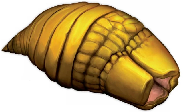 File:Carriongrub.JPG