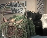 Wettenwas-carrots