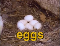 Film.Eggs