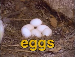 Film.Eggs
