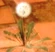 Dandylion