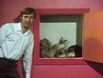 Song6-cats