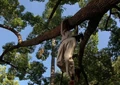 George-watchoutforthattree.jpg