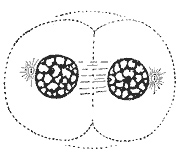 Telophase