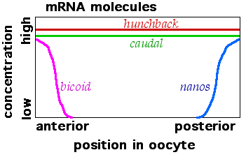 Maternal effect mRNAs