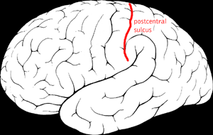 Postcentral sulcus