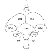 Drn