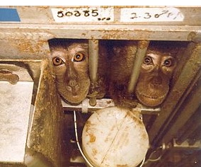 Monkey5