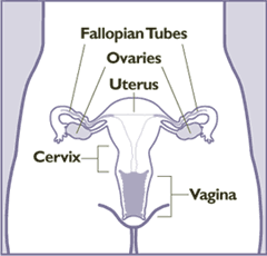 Female anatomy frontal