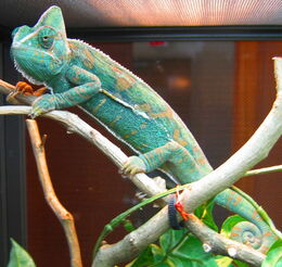 C Calyptratus female