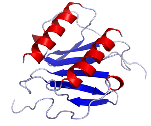 IL8 Solution Structure.rsh