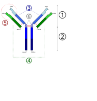 Immunoglobulin basic unit