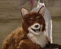 Virginiaredfox