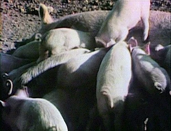 Film.nursingpigs