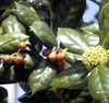 Acebo