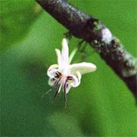 Cocoa flower