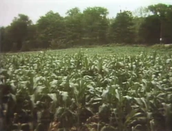 Cornfield