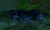 ZulianPanther