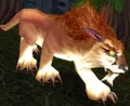 Amani Elder Lynx.jpg