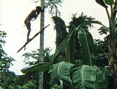 Yanomamo Series