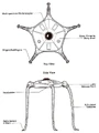 Vuffi Raa Diagram.png