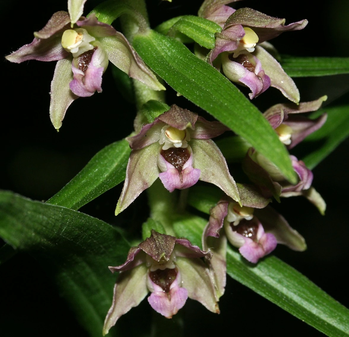 Epipactis helleborine Orchids Wiki