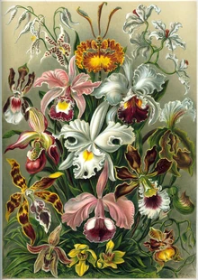 Haeckel Orchidae