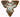 Lyran symbol
