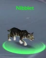 Nibblet.JPG