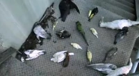 Birdswalt.JPG