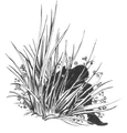Sleeping Grass.jpg