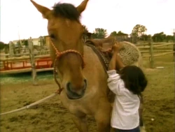 StrawberryHorse.jpg