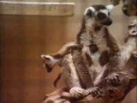 Lemurs.jpg