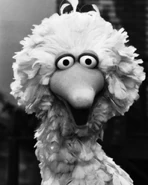 Bigbirdbw