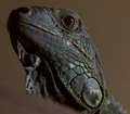 Pugsley.jpg