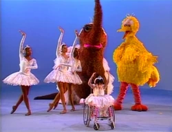 6birds