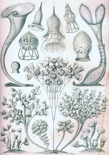 Haeckel Ciliata