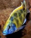 Cichlid.jpg