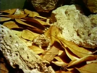AnimalCamouflage.jpg