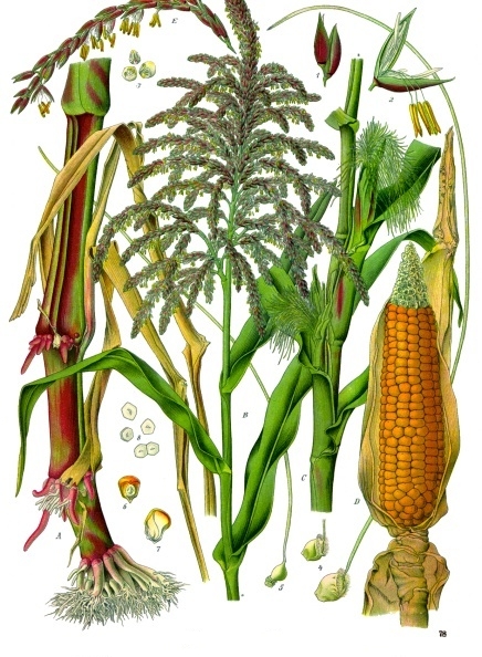 < Guide Plant Breeding < Guide Plant Breeding