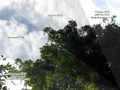 Tree.jpg