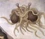 Flying Spaghetti Monster