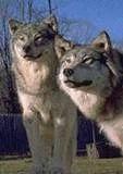 Canisdirus