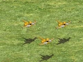 NB-1S.jpg