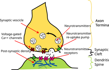 SynapseIllustration2