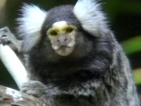 Ooohlookatthemarmoset.jpeg